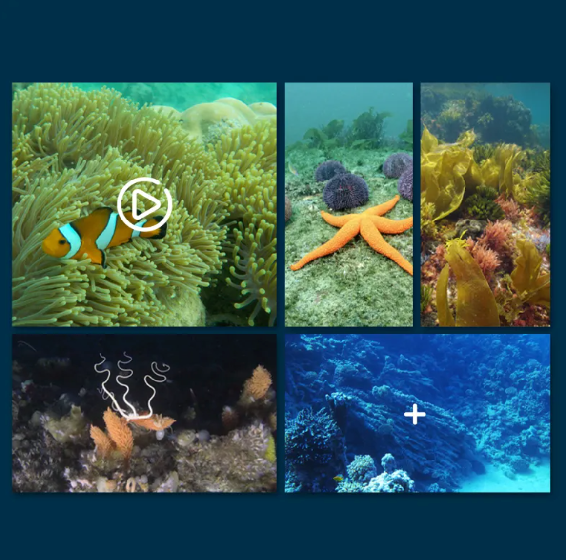 Remote-Controlled Boat with Underwater Camera